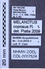 Etiketten zu Melanotus copiosus (NHMW-ZOO-COL-0007524)